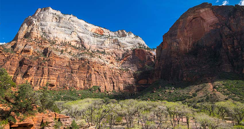 Summertime view of the colorful canyons at Zion National Park with the trails to Emerald Pools, The Grotto and Angels Landing cutting through an emerald green foreground.