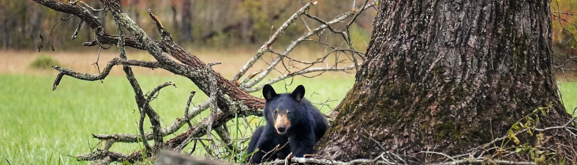 A black bear lounges at the base of a tree in Cades Cove on a crisp fall day.