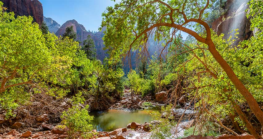 Lush greenery surrounds an emerald pond near The Grotto in Zion National Park, with canyon peaks and a waterfall in the distance.