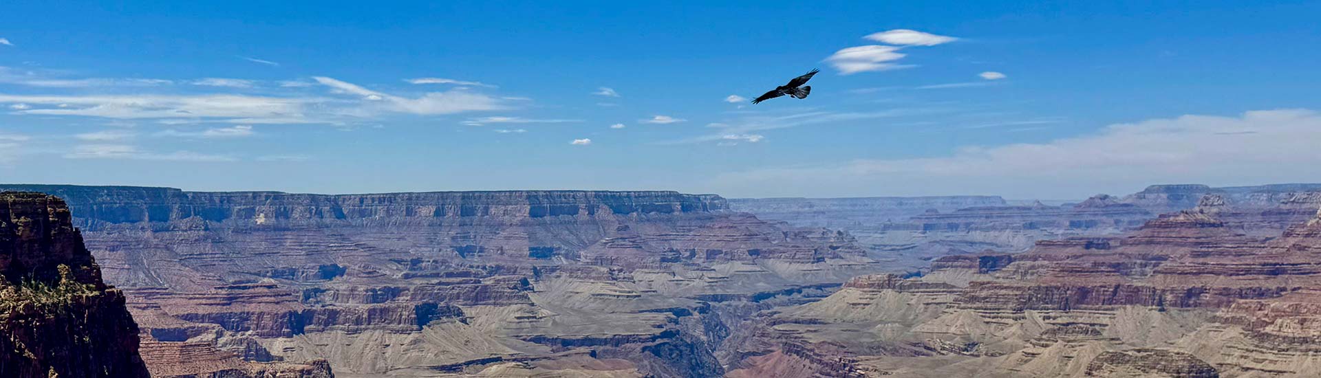 A large bird with its wings spread soaring above the rugged Grand Canyon landscape against a clear blue sky with scattered clouds.