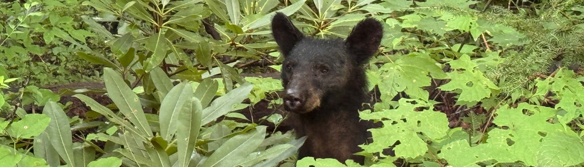 A young black bear cub pokes his head up from the foliage along the Roaring Fork Nature Trail in the Smoky Mountains National Park